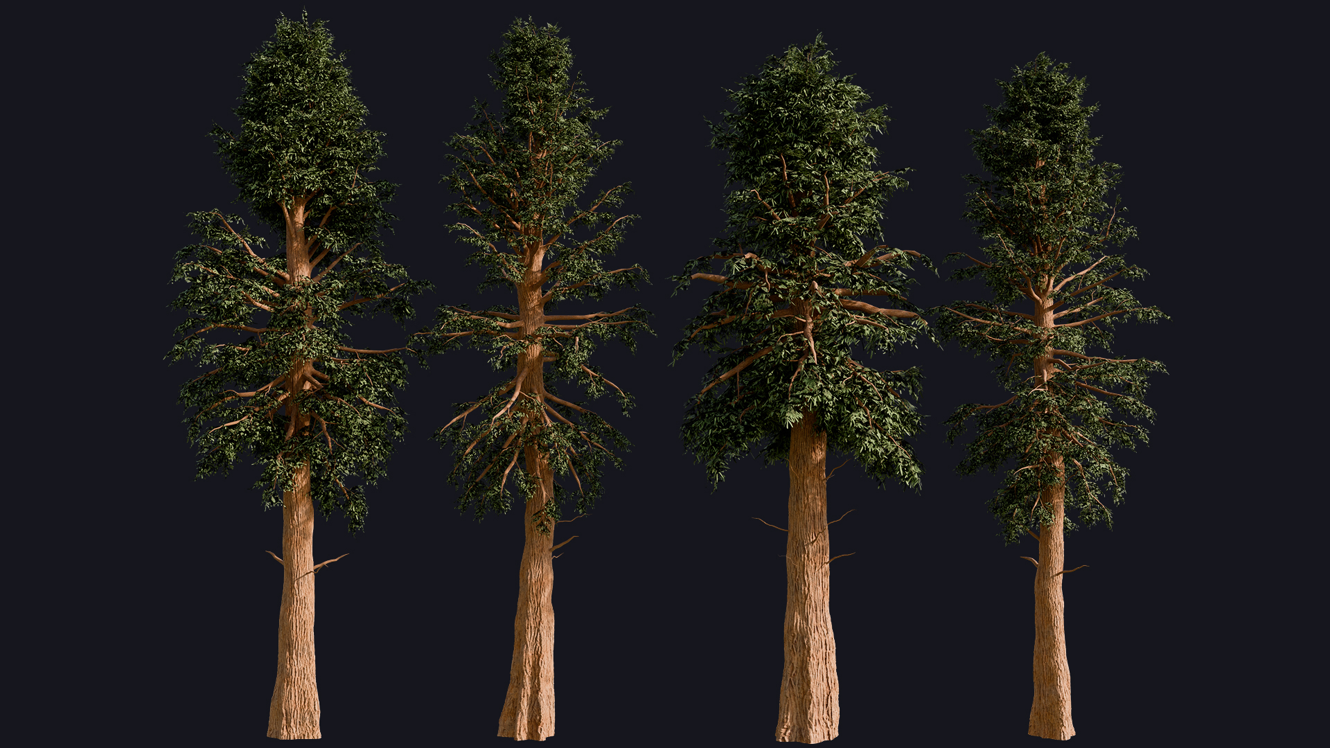 Redwood Trees preview